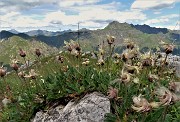 64 Camedrio alpino (Dryas octopetala) in fioritura avanzata alla croce di vetta della Corna Grande  (2089 m)